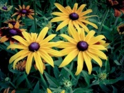 Rudbeckia fulgida (česky třapatka)