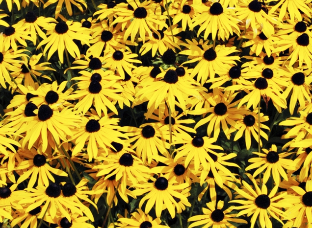 Třapatka (Rudbeckia)