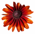 Jednoleté třapatky (Rudbeckia hirta) patří ke skromnějším letničkám