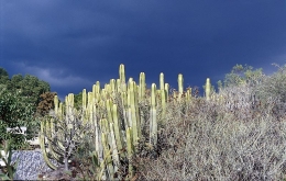 Mohutné pryšce Euphorbia canariensis