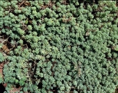 Sedum dasyphyllum