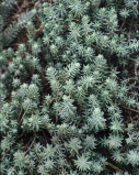 Rozchodník skalní - Sedum reflexum