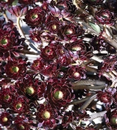 Růžicovka - Aeonium