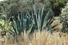 Agave ve volné přírodě