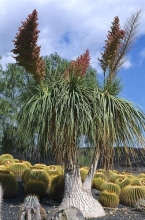 Castus park na Tenerife