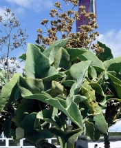 Kolopejka beharská - kalanchoe beharensis
