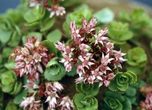 Rozchodník pochybný - Sedum spurium