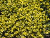 Rozchodník ostrý - sedum acre