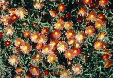 Tučnolistá delosperma - Delosperma