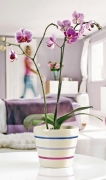 Vděčnou ozdobou interiéru je orchidej Phalaenopsis, cena květináče od 149 Kč