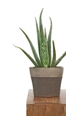 Do kategorie exotických květin patří také aloe, cena květináče od 149 Kč