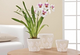 Jemně dekorovaný květináč s orchidejí-Miltonia, cena 80 Kč