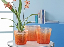 Orchidej Vuylstekeara zakomponovaná do průhledného květináče (Scheurich), cena skleněného květináče 240 Kč