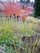Oranžově zářící vrba Salix alba ´Britzensis´ se žlutozelenou svídou Cornus sericea ´Flaviramea´ v popředí
