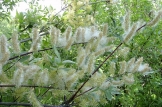 Salix sp.  - vrba