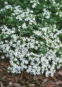 Mydlice (Saponaria)