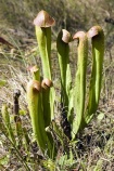 Špirlice kápovitá (Sarracenia minor) má nejraději mravence