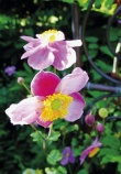 Vysoké sasanky (Anemone) pocházejí z Dálného východu z tamějších vlhkých lesů, proto budou šťastnější ve vlhčí a kyselejší půdě v polostínu pod vyšší dřevinou. Kvete VIII-IX, výška 60 cm