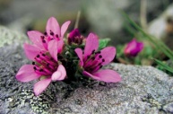 Lomikámen (Saxifraga oppositifolia)