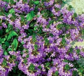 Scaevola aemula - vějířovka nezlomná