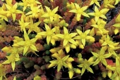 Rozchodník ostrý (Sedum acre)