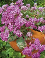 O podzimní efekt v nádobách se postará plazivý rozchodník sedum cauticolum
