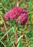 Rozchodník (Sedum telephium) patří mezi nejméně náročné sukulenty