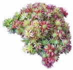 Sedum neboli rozchodník