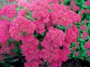 Rozchodník (Sedum, Herbstfreude)