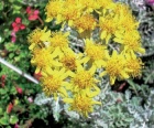 starček (Senecio bicolor, syn. Cineeraia maritima)
