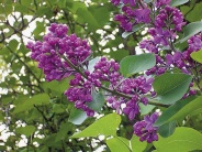 šeřík obecný - Syringa vulgaris