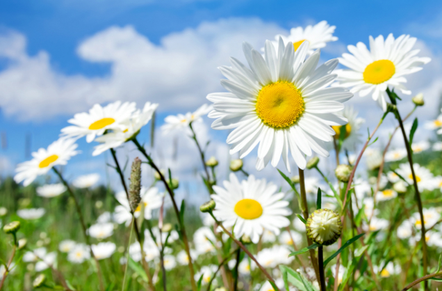 Kopretina bílá (Leucanthemum vulgare)
