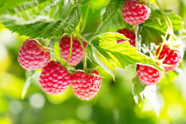 Také maliníky jsou našemu zdraví prospěšné. Obsahují vysoké množství antioxidantů.