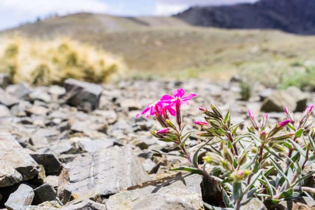 Některé floxy zvládnou i extrémní podmínky - Národní park Death Valley v Kalifornii