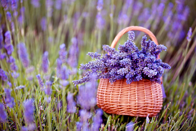 Levandule (Lavandula angustifolia)