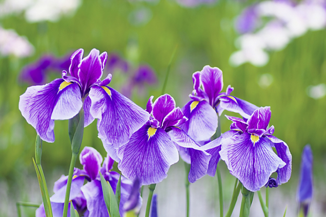 Kosatce (Iris)