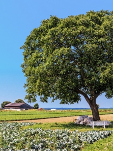 Ořešák královský lidé po staletí uctívají jako symbol plodnosti i skryté nadpozemské moudrosti. Mocný strom s aromatickými listy a stříbřitou kůrou, jehož původní vlastí je Dálný východ a Himálaj, přinesli do Evropy Římané. Ze severovýchodní Ameriky pochází ořešák černý, který je ještě mohutnější a často byl pěstován na dřevo. Ořešáky se vyplatí vysadit poblíž záchodů a stájí, protože jejich vůně odpuzuje mouchy.