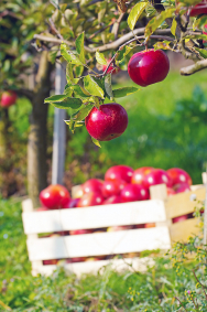 Máte-li na zahradě jabloně a hrušně, vyhrňte si rukávy a připravte sklep. Začíná zahradní Tour de Pomme un Poire. Letní odrůdy jablek a hrušek zrají rychle a většinou je třeba každý den posbírat opadané plody a ihned je zpracovat. Dostatečně nazrálé kusy je vhodné zavčasu očesat, aby se pádem nenatloukly a vydržely uskladněné několik týdnů. Pamatujte, že jednou z možností zpracování úrody je i moštování. Jabloně také ošetřujte proti obaleči jablečnému, jehož housenky nejčastěji způsobují červivost jablek a zároveň škodí i hruškám, meruňkám a vlašským ořechům.