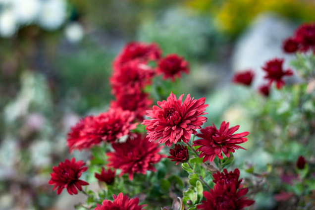 Chryzantémy (Chrysanthemum) jsou nejen krásné, ale i zdraví prospěšné. Čaje a jiné ­přípravky jsou velmi oblíbené v čínské medicíně. Pomáhají proti infekcím a horečce i proti ­vysokému tlaku a cukrovce. Zářivé květy jsou symbolem slunce a květinou japonského ­císařského trůnu. 