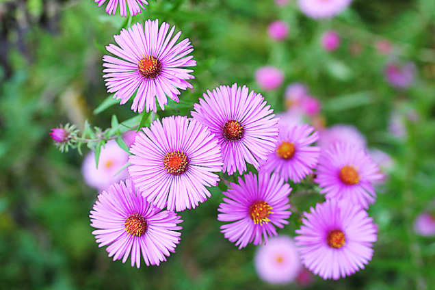 Astra (Aster)