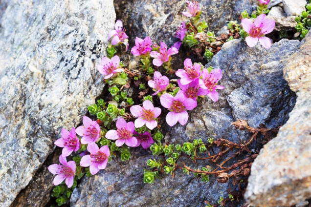 Saxifraga Oppositifolia