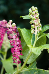 Líčidlo jedlé (Phytolacca esculenta)