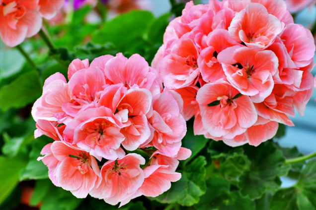 Muškáty (Pelargonium)