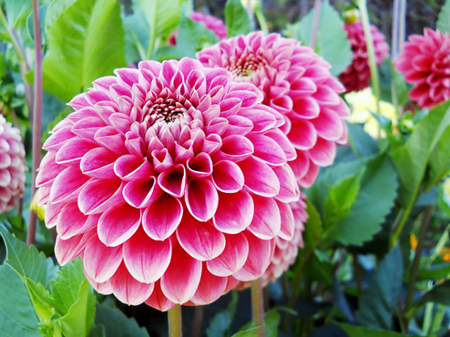 Jiřina (Dahlia)