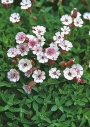 Silenka (Silene)