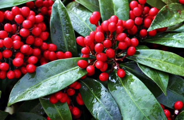 Zimní záhony i vánoční aranžmá rozzáří červené peckovice skimie (Skimmia). Stálezelený keřík pro teplé polohy, vyžaduje stín až polostín, kyprou, výživnou stále vlhkou půdu a na zimu zasypat listím s rašelinou. Kvete v květnu až červnu. Chcete-li plody, musíte (kromě druhu S. japonica ’Reeversiana‘) vysadit samčí i samičí rostlinu.