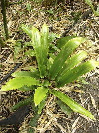 Sleziník jelení/jelení jazyk (Asplenium scolopendrium/Phyllitis scolopendrium) dorůstá 50–60 cm. Je to odolná stálezelená domácí kapradina do polostínu, snese i větší oslunění, když má dostatek vláhy. Potřebuje kvalitní lehčí zahradní půdu s humusem, nevadí jí ani půda vápenitá.
