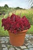 Květy afrických kopřiv (Solenostemon) nemají žádnou okrasnou hodnotu, zahradníci je spíš odstraňují, aby nerušily nádheru barevného olistění