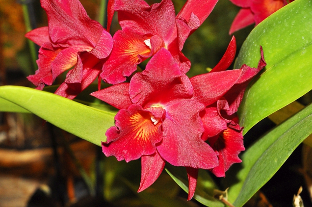 Sophrolaeliocattleya ´Jewel Box´ má malé, svítivě červené květy po rodu Sophronitis.