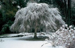 Višeň chloupkatá (Prunus subhirtella Pendula), v popředí uschlá květenství hortenzií (Hydrangea x macrophylla)